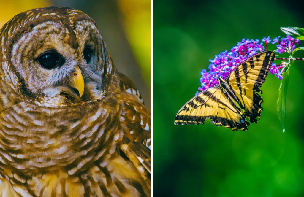 Photo of an owl ne and a butterfly at a flower. Keep reading to discover more fun things to do in Gainesville that’s free. 