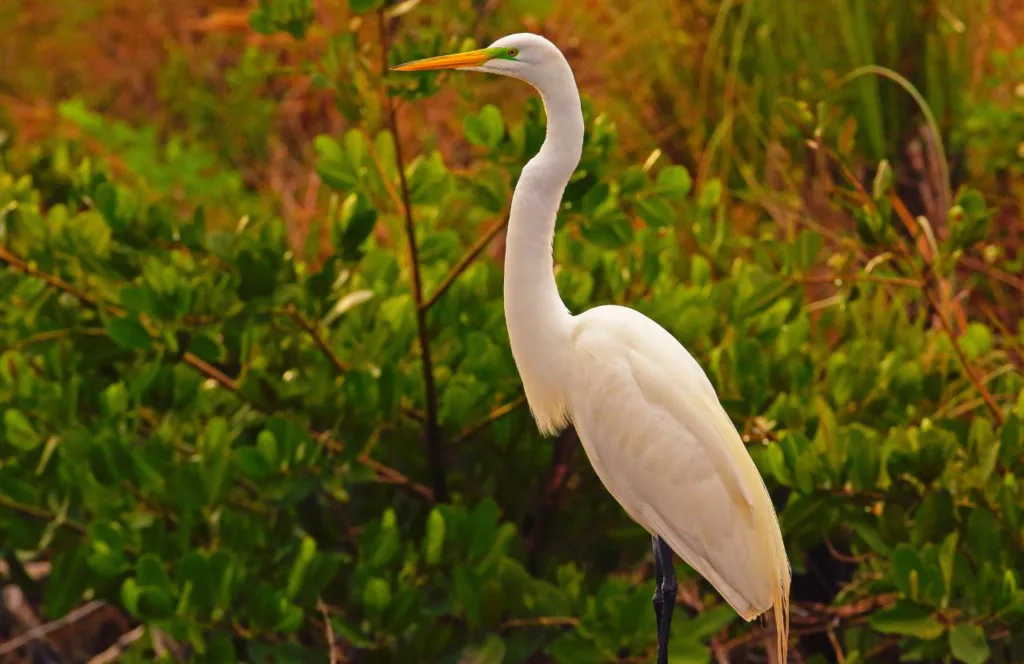 One of the best gardens in Jacksonville, Florida is Castaway Island Preserve Great Egret in Swamps