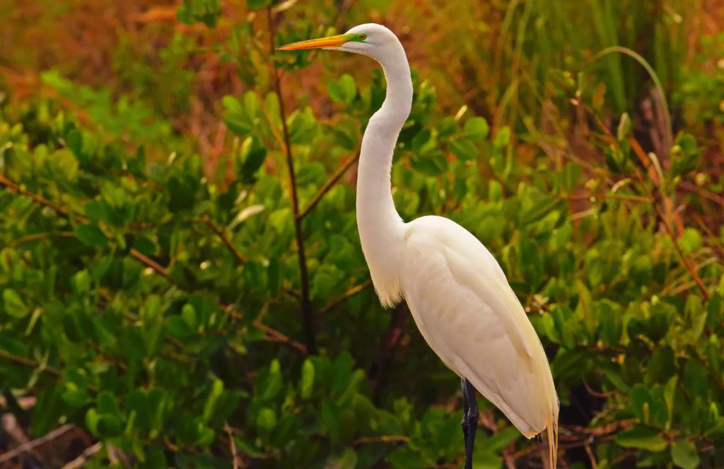 One of the best gardens in Jacksonville, Florida is Castaway Island Preserve Great Egret in Swamps. Keep reading to find out more about Florida gardens. 