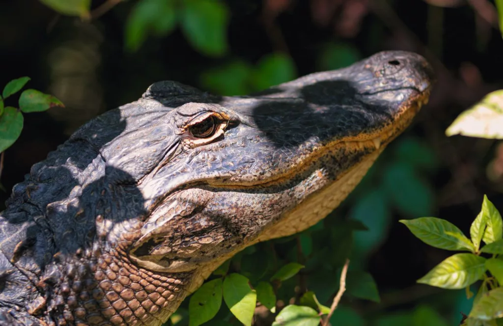 Alligator starring back in marshy area. Keep reading to discover the best things to do for Independence Day in Florida.  