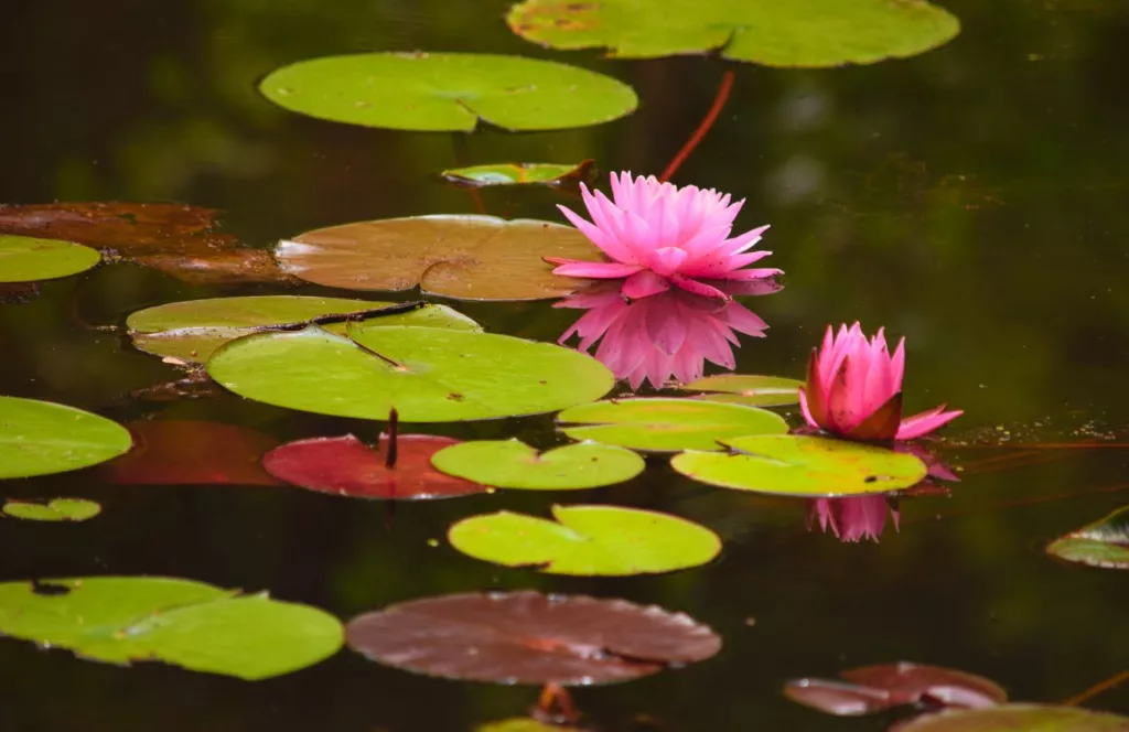 One of the best gardens in Jacksonville, Florida is Zoo and Gardens beautiful lily pads. Keep reading to find out more about Jacksonville gardens. 