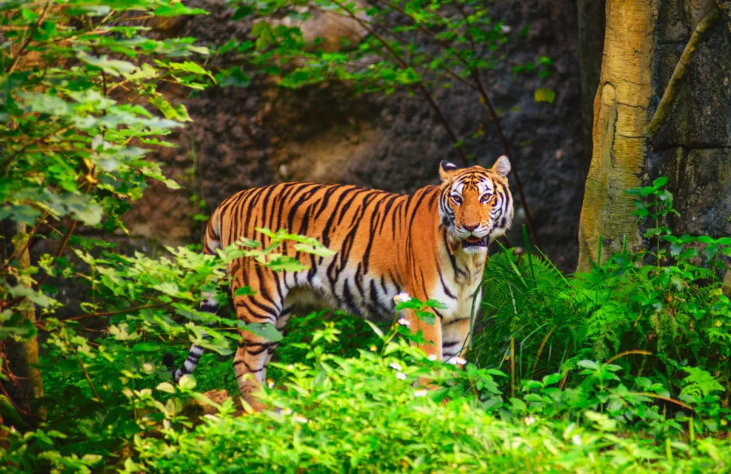 One of the best gardens in Jacksonville, Florida is Zoo and Gardens with tiger in the foliage