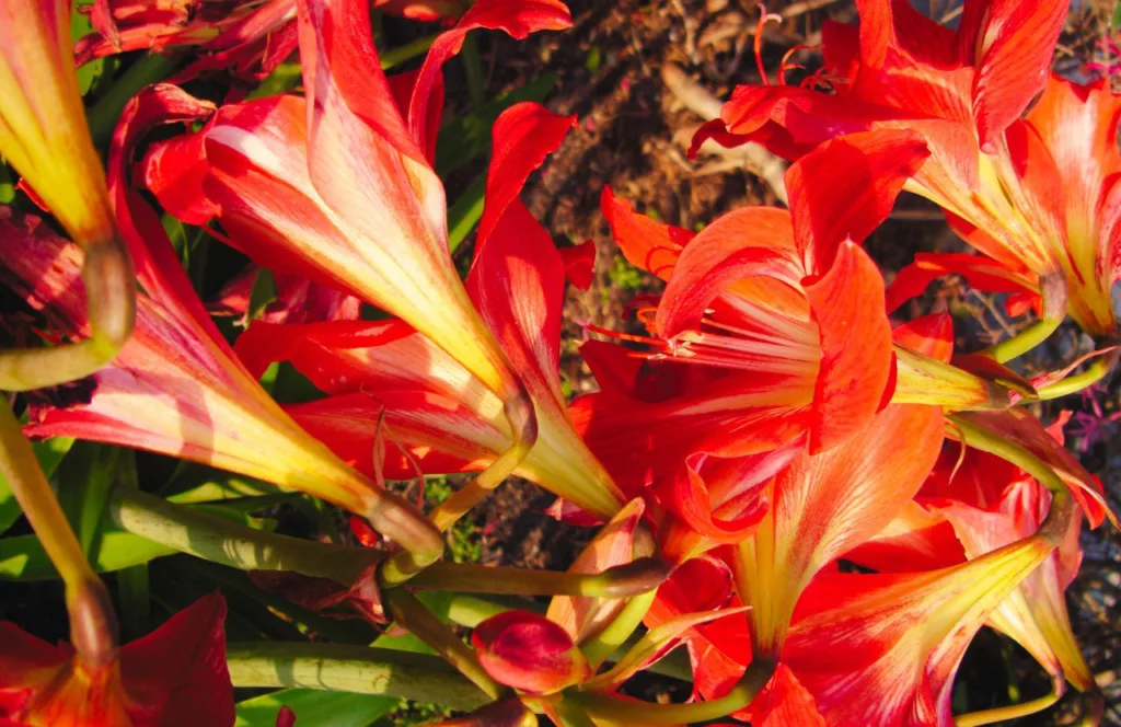 Red Amaryllis flower at Jacksonville Arboretum and Botanical Garden. Keep reading to get fun and free things to do in Jacksonville, Florida.