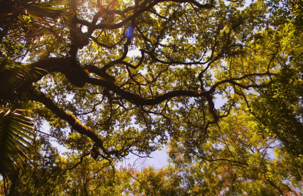 Hiking trail with canopy of trees. Keep reading to learn all you need to know about gardens in Orlando. 