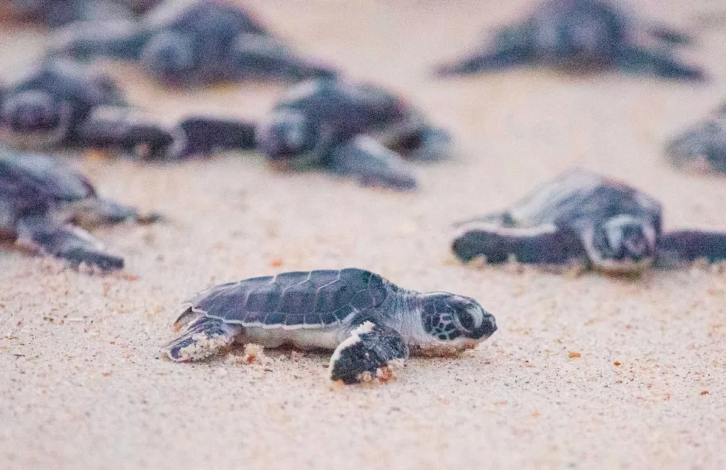 Sea Turtles nesting and hatching on the coast of Flagler Beach, Florida. One of the Best Beaches Near Gainesville, Florida. Keep reading to learn more about the beaches near Gainesville. 