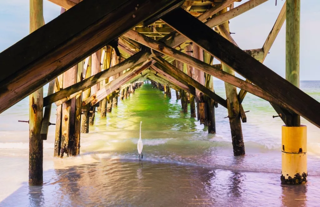 Under the pier with a bird at North Redington Beach. One of the best West Central Florida beaches