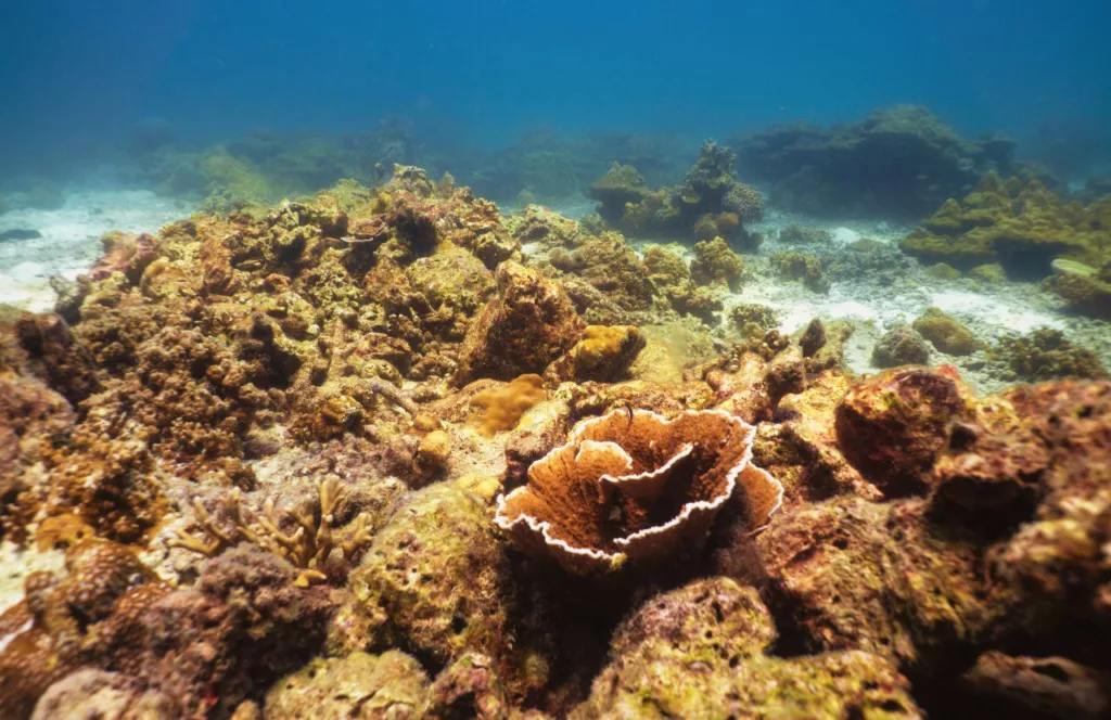 Artificial reefs. Keep reading to get the Full Guide to Snorkeling in Panama City Beach, Florida.