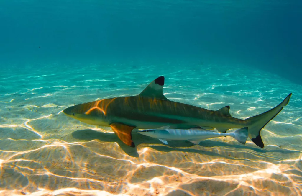 Black Fin Shark in the Gulf of Mexico. Keep reading to get the Full Guide to Snorkeling in Panama City Beach, Florida.