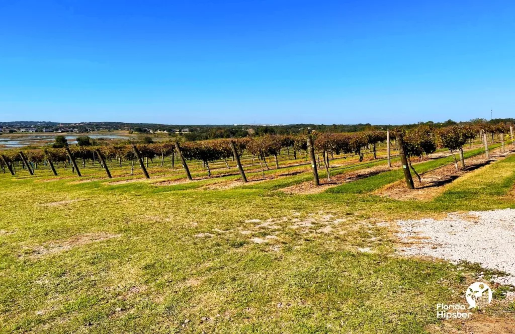 Lakeridge Winery in Clermont, Florida. Vineyard. Keep reading to discover more about Florida wine tours. 