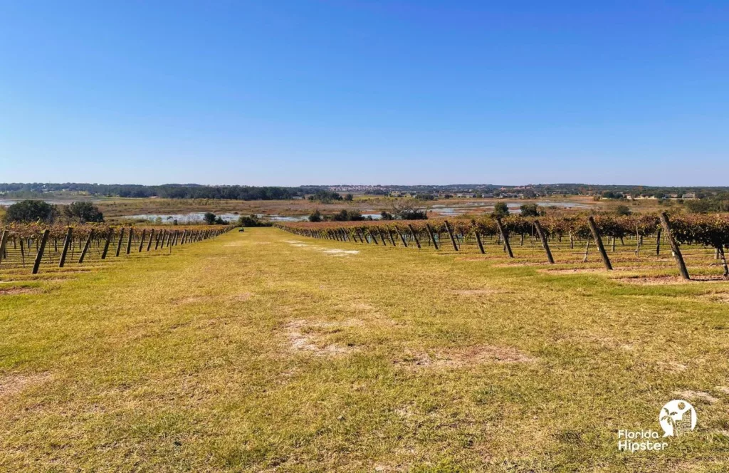 Lakeridge Winery in Clermont, Florida. Vineyard 