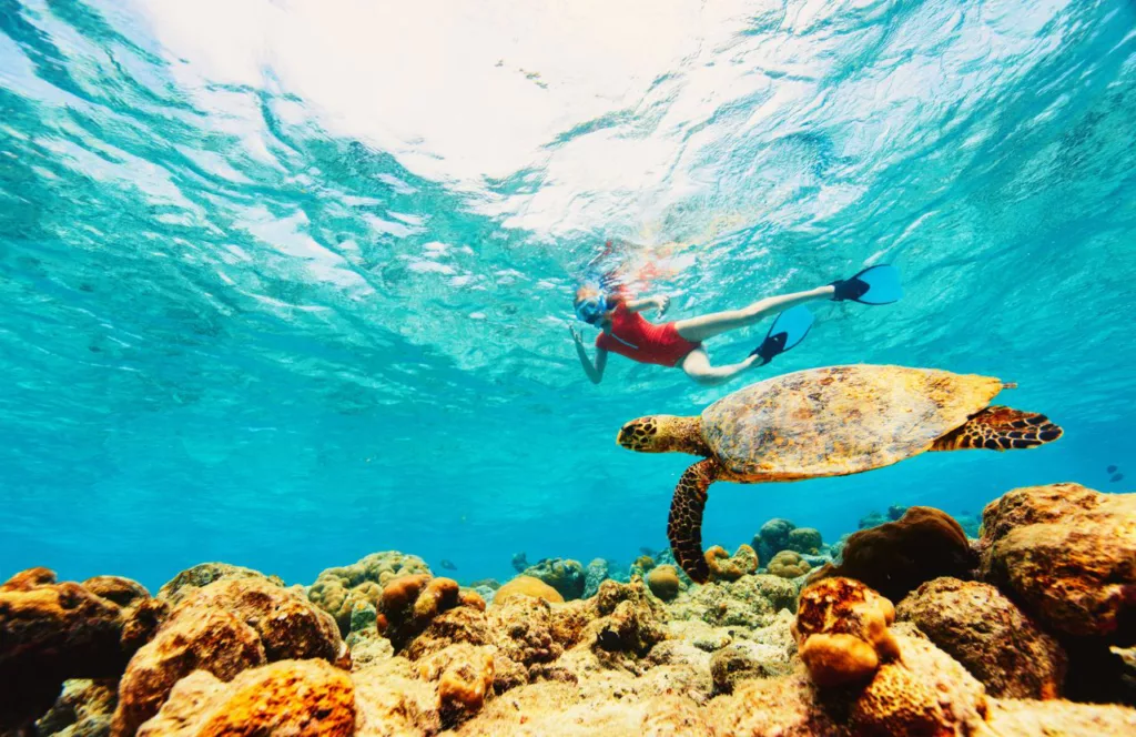 Marine Life in the Gulf of Mexico Ocean. Keep reading to get the Full Guide to Snorkeling in Panama City Beach, Florida.