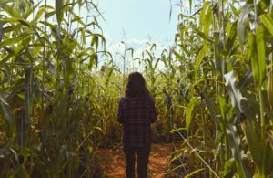 Corn maze in Florida in the fall.