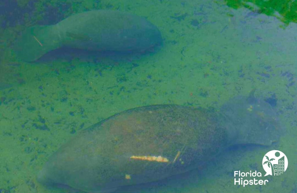 Manatees in Crystal River, Florida. One of the best Florida beaches in May.