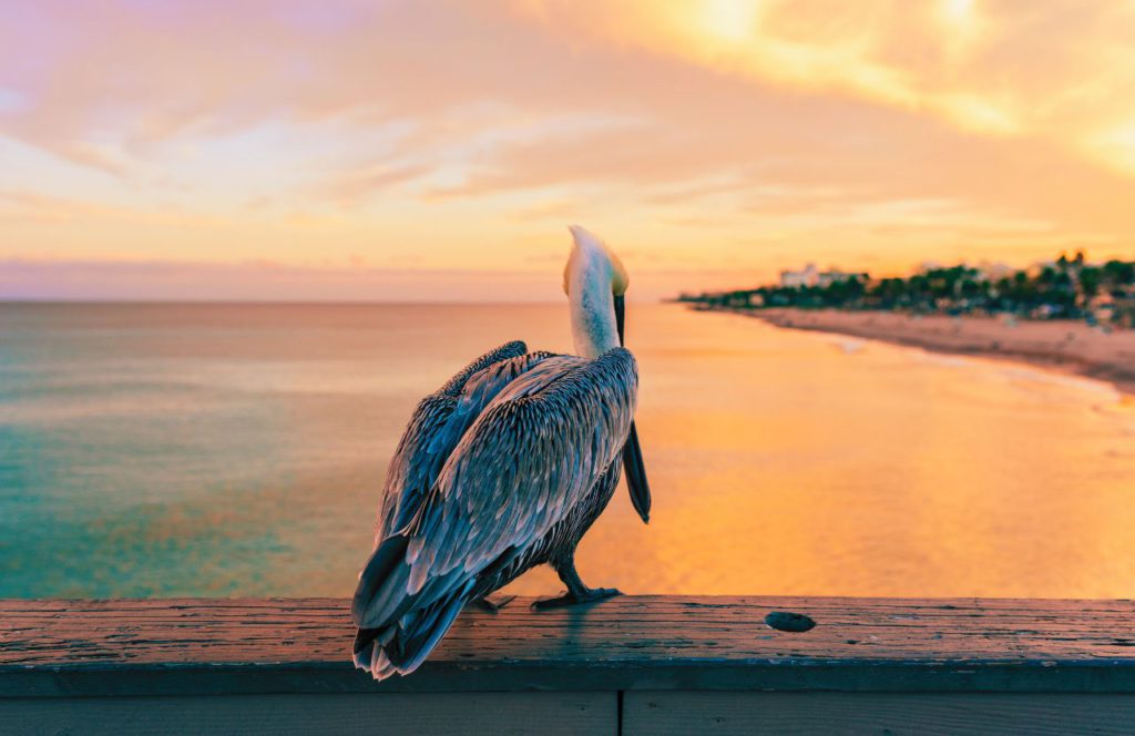 Pelican on Pier at Deerfield Beach, Florida